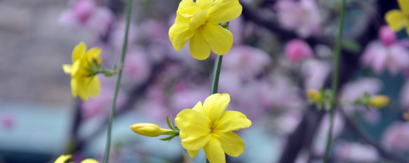 迎春花能放在陽臺嗎