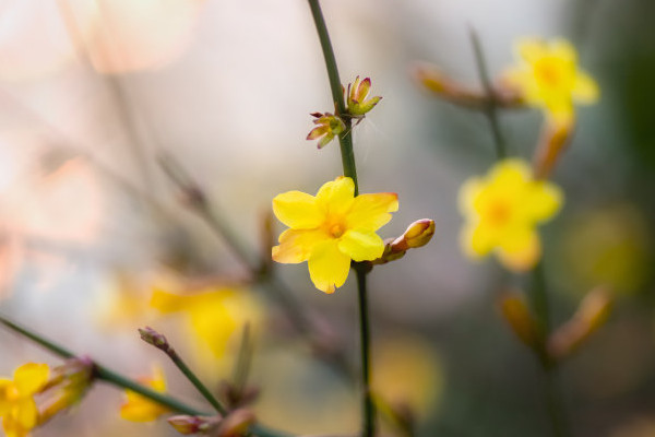 迎春花能放在陽臺嗎