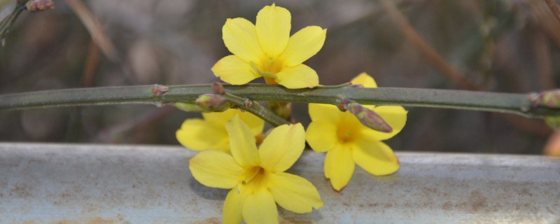 迎春花可以水培嗎