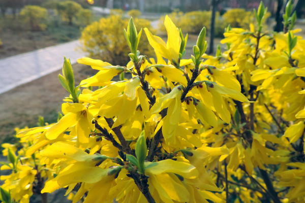 迎春花可以水培嗎