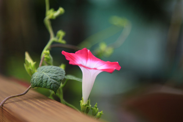 牽牛花怎么種