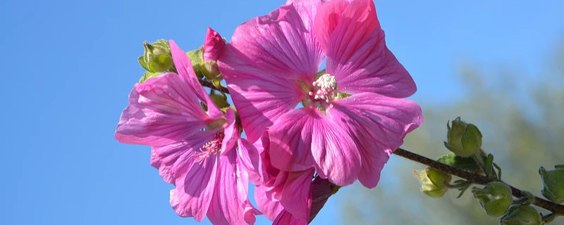 芙蓉花葉子發白怎么回事