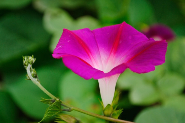 牽牛花冬季在室內開花嗎