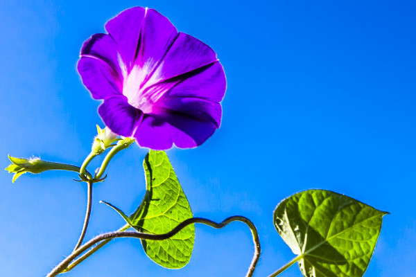 牽牛花冬季在室內開花嗎