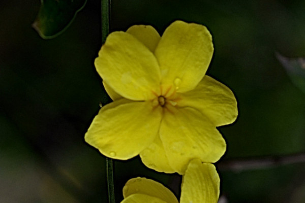 迎春花會落葉嗎