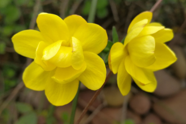 迎春花沒死但不發芽