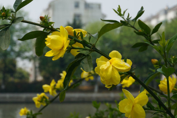 迎春花秋季可以用肥嗎