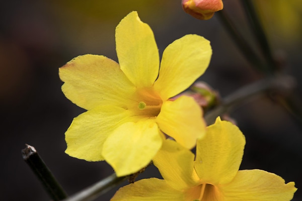 迎春花有幾個花瓣