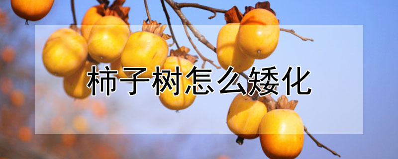 柿子樹怎么矮化