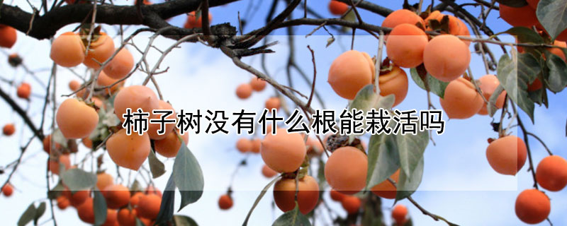 柿子樹沒有什么根能栽活嗎