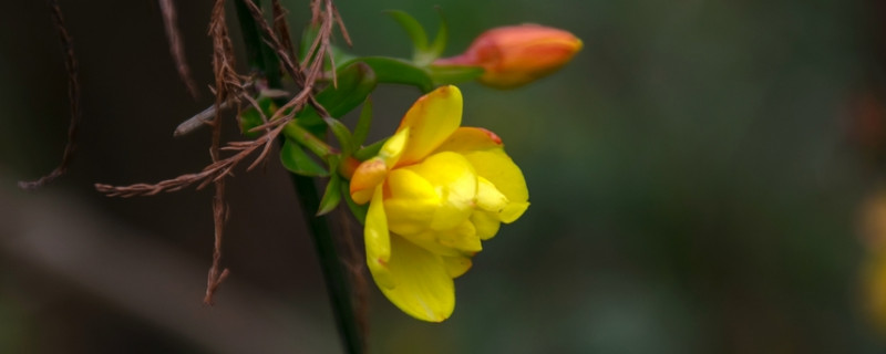 迎春花秋季需要控水嗎