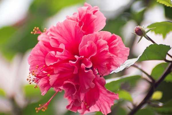 芙蓉花葉子干枯怎么辦