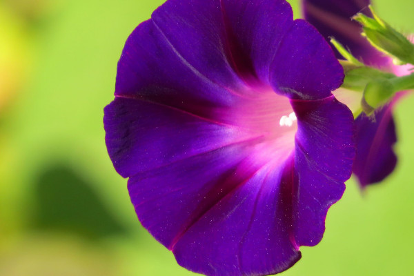 牽牛花幾點(diǎn)開花