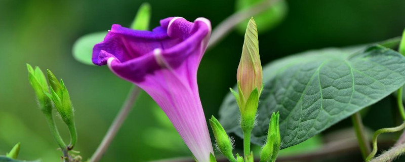 牽牛花怕雨水嗎