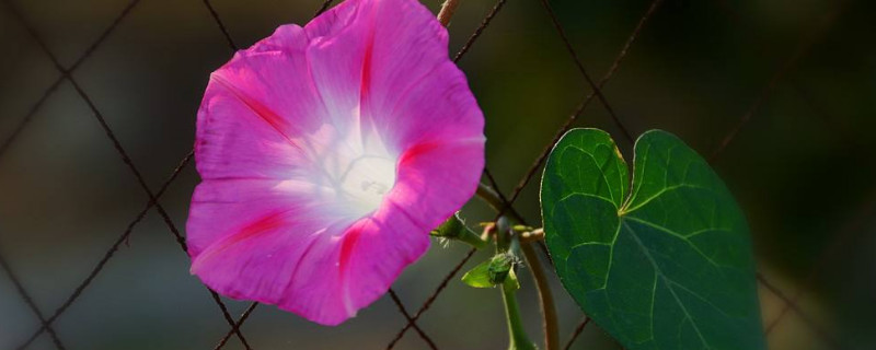 牽牛花秋季播種什么時候開花