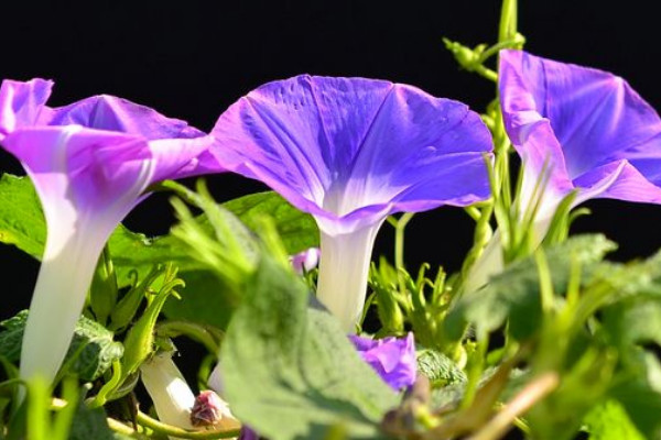 牽牛花秋季播種什么時候開花