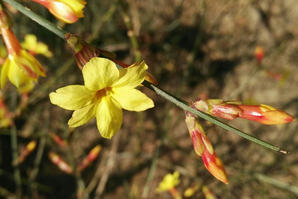 迎春花根會(huì)不會(huì)發(fā)芽