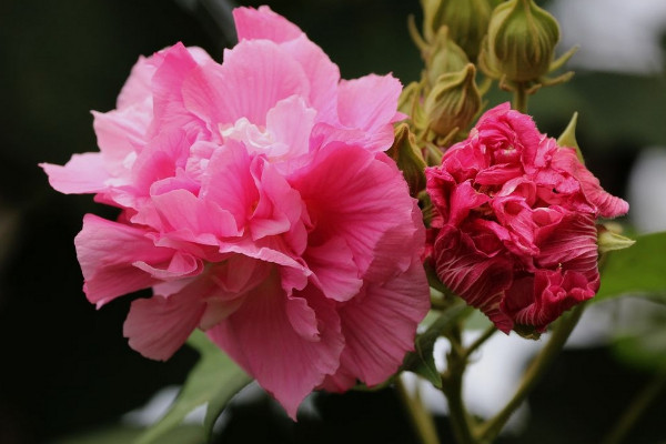 芙蓉花有種子能發芽嗎