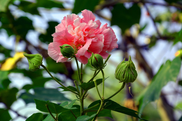 芙蓉花有種子能發芽嗎