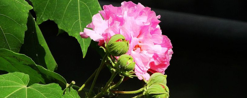 芙蓉花不開花怎么回事