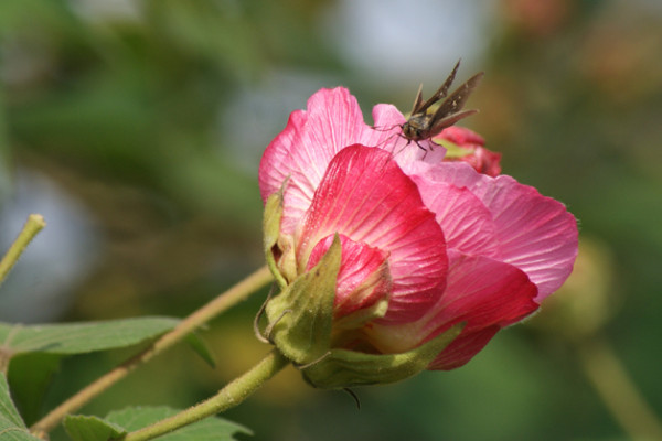 芙蓉花是怎么繁殖的