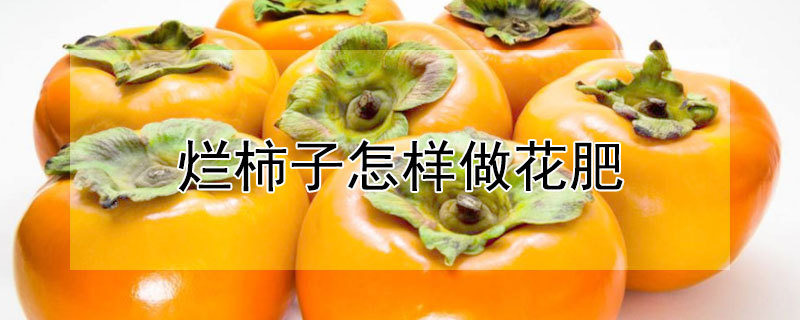 爛柿子怎樣做花肥