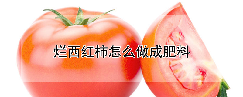 爛西紅柿怎么做成肥料