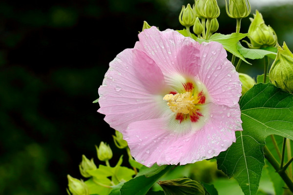 芙蓉花是海棠花嗎