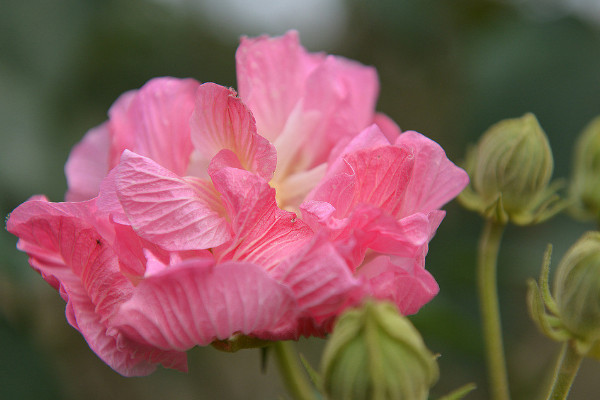 芙蓉花冬天怎么澆水