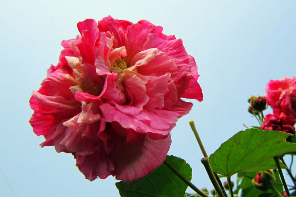 芙蓉花冬天怎么澆水