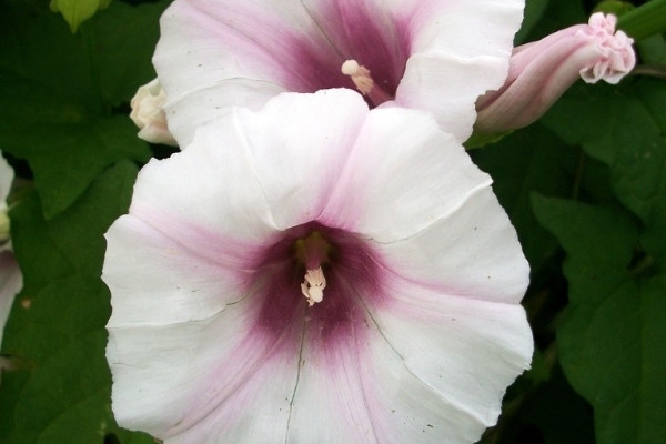 牽牛花為什么叫牽牛花