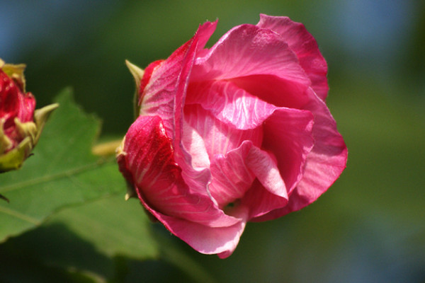 芙蓉花葉子沒了咋回事