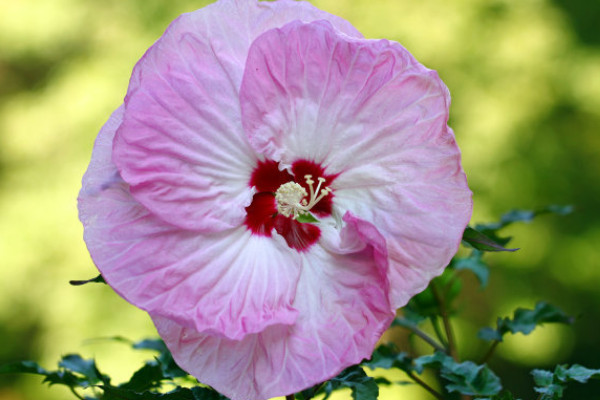 芙蓉花夏天幾天一澆水