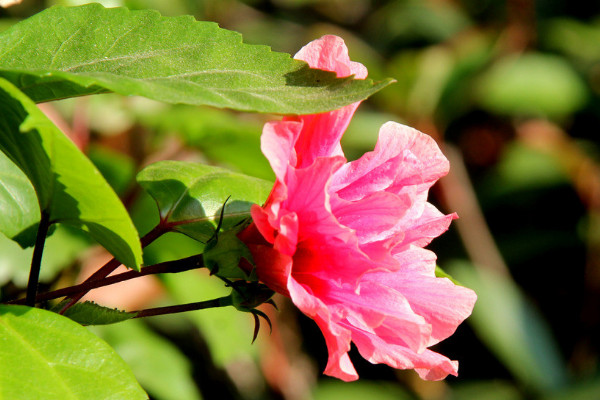 芙蓉花夏天幾天一澆水