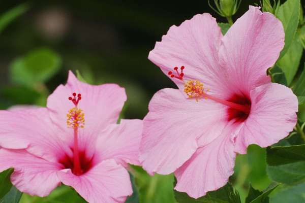 芙蓉花栽葉什么時候出新葉