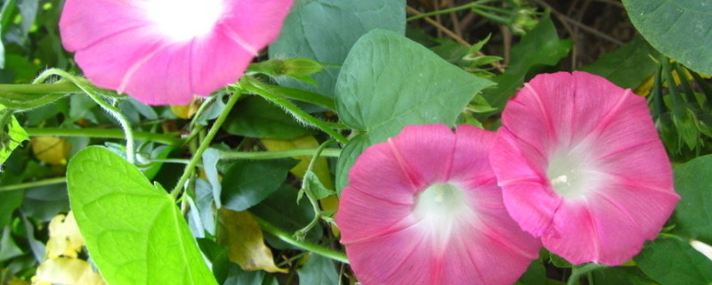 牽牛花夏天可以發(fā)芽么