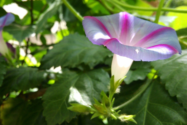 牽牛花夏天可以發(fā)芽么