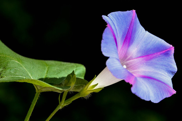 牽牛花移栽后新葉變干怎么辦