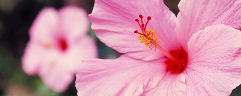 水培芙蓉花葉片所需溫度