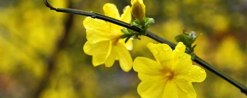 迎春花四季常綠嗎