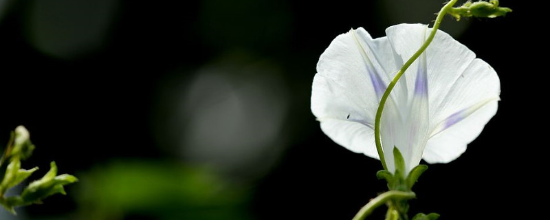 牽牛花冬天在室外根能凍死嗎