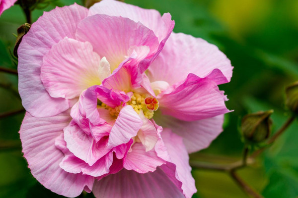 芙蓉花怎樣用葉片扦插