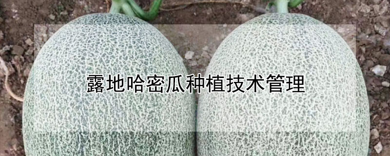 露地哈密瓜種植技術管理