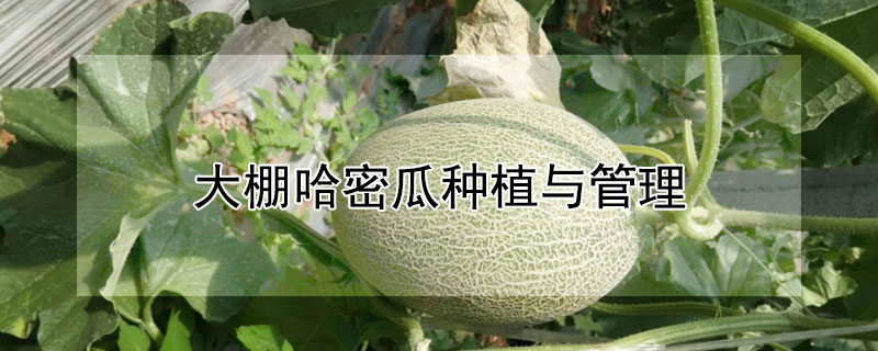 大棚哈密瓜種植與管理