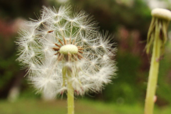 蒲公英種子催芽方法