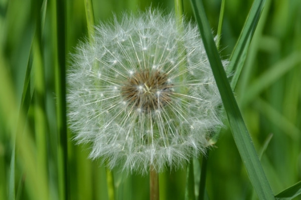 蒲公英的象征人生意義