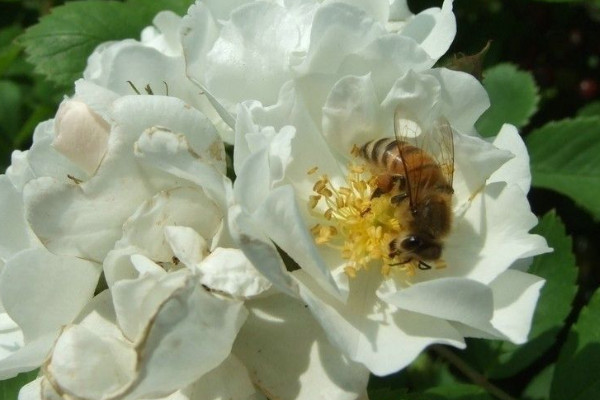 薔薇花什么時候種植