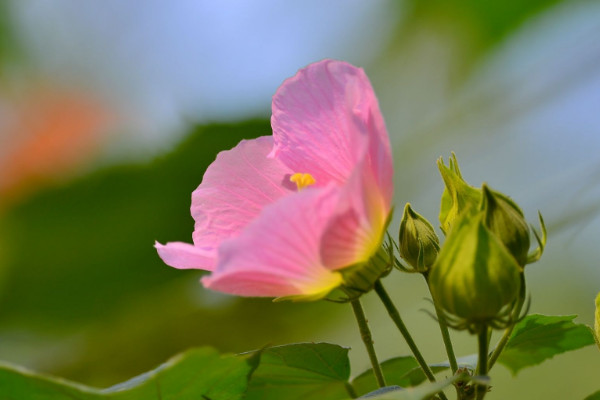 芙蓉花怎樣用葉片扦插