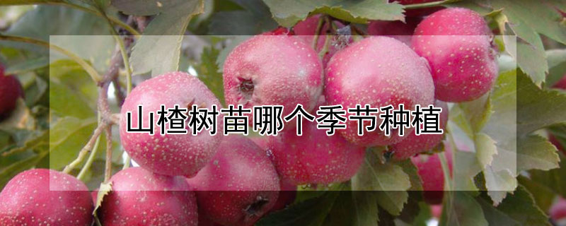 山楂樹苗哪個季節(jié)種植