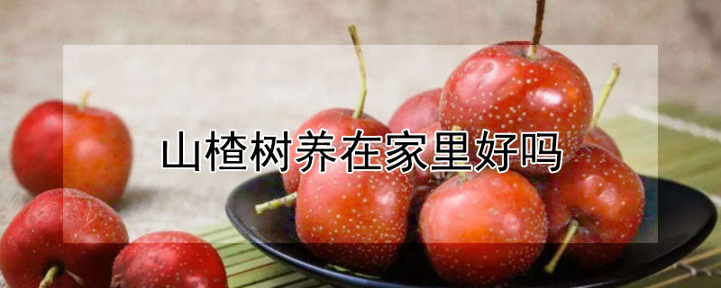 山楂樹養(yǎng)在家里好嗎